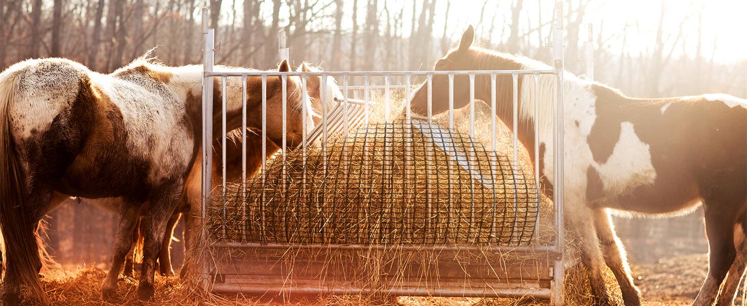 Preventing Gastric Ulcers in Horses | NettingExpert